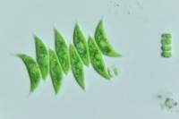 Scenedesmus acutus - algues unicellulaires x160